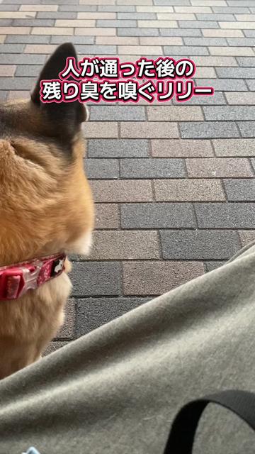 @島犬リリーのtikdog