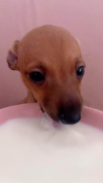 @Pet World Hub