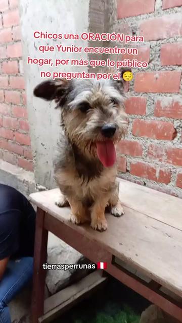 @Asociación T.Perrunas🐕🐈🇵🇪