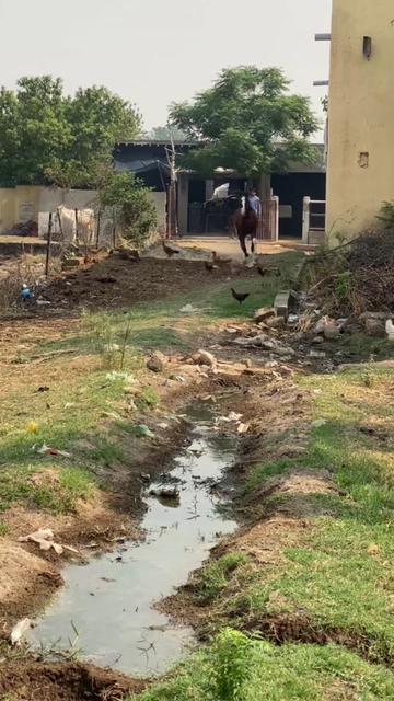 @Ch Hammad bokan ♥️🐎