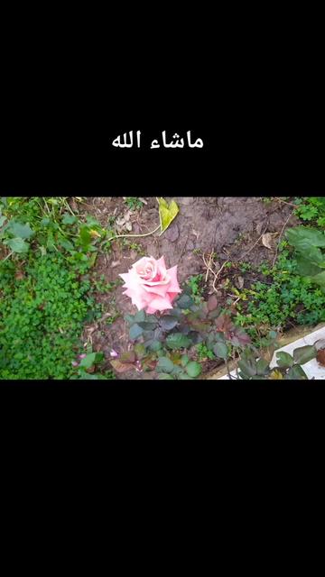 @goéland.dz