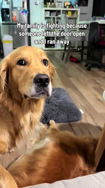 @3goldenretriever