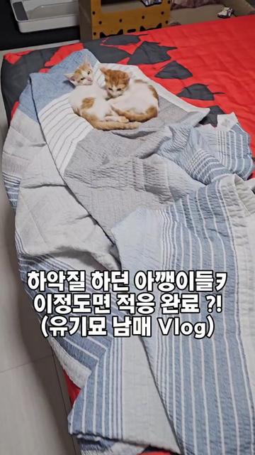 @🍩이상사&times;234🍩