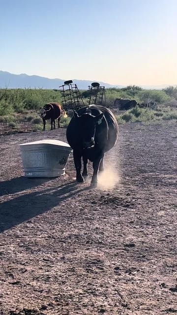 @carlosthecowpuncher