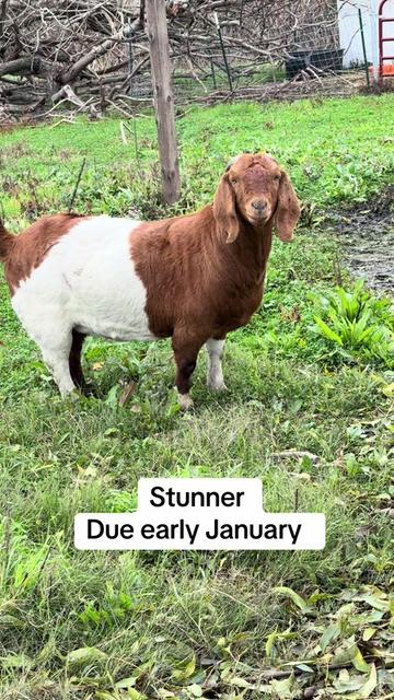 @Riverraisedboergoats