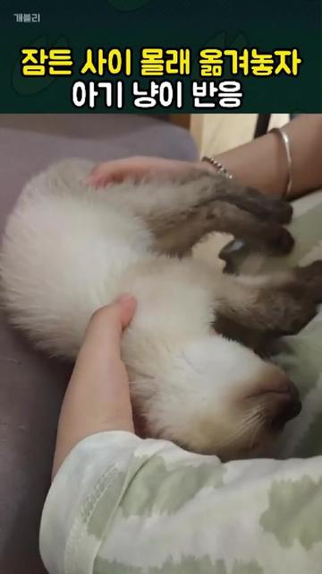 @개블리