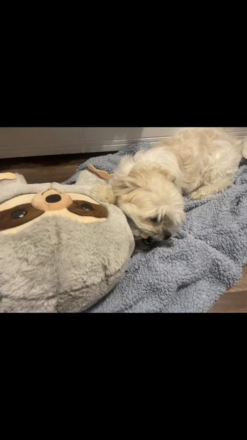 @heidi_the_malshi