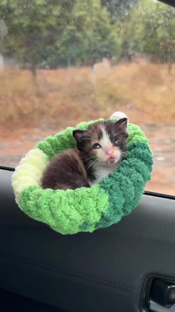 @kloutkittens