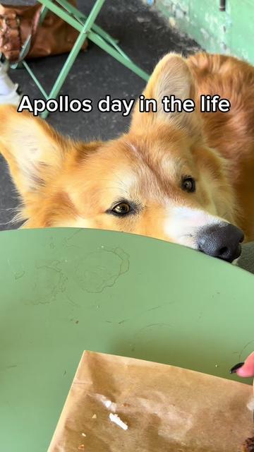 @apollothecorgimute