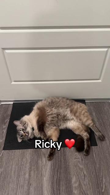 @Ricky and Lucy 🐈⬛