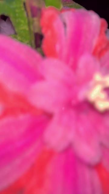 @boquete_byvictor💐