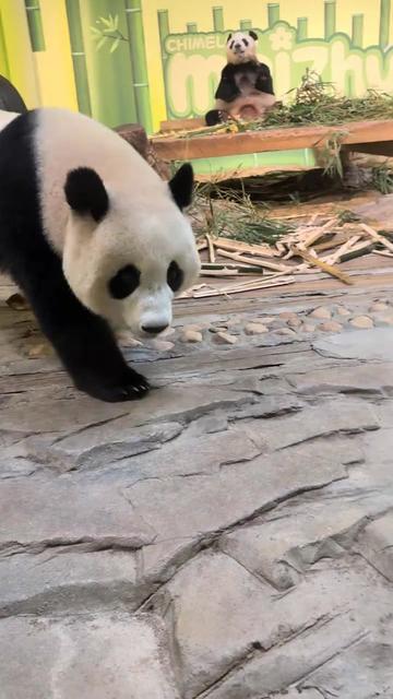 @熊猫妹珠🐼