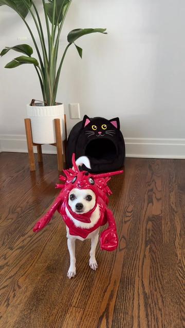 @Bao the Chihuahua