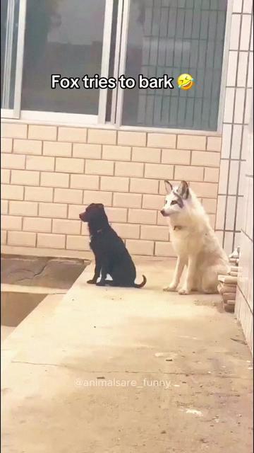 @Funny animals 😹🐶🇺🇸