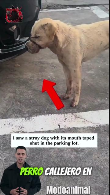 @Modoanimal