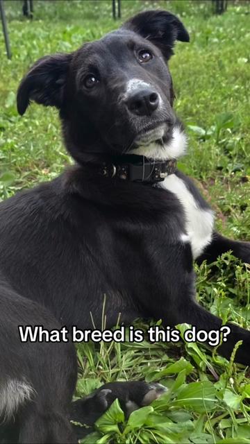 @Embark Vet