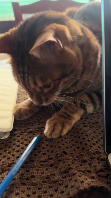 @TiggerthebrownBengal🇦🇺