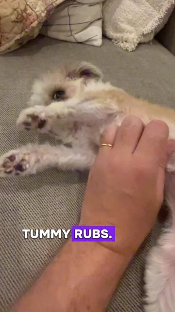 @humbletogsclub