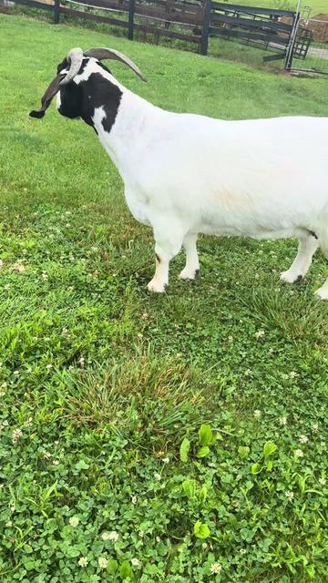 @Klein Kraal Farm🐐