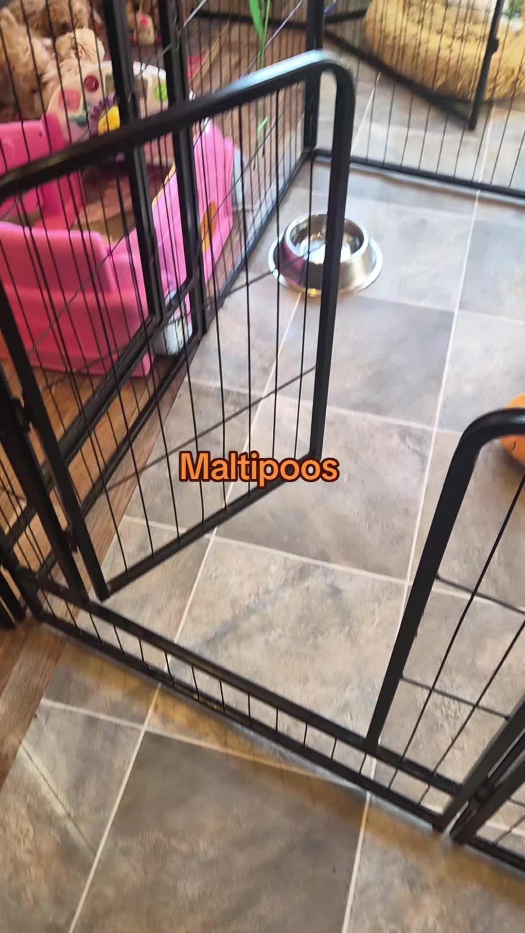 @Barb's Precious Pups