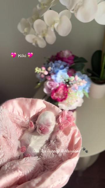@Shih Tzu Puppies in Maryland