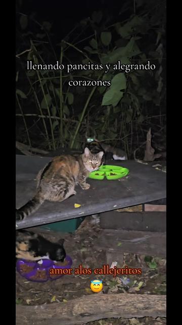 @🇲🇽Guli.Carrada 🐈⬛