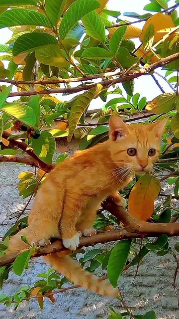 @Biru Cat's Family