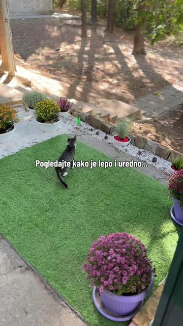 @cosanostrapurr