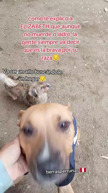 @Asociaci&oacute;n T.Perrunas🐕🐈🇵🇪
