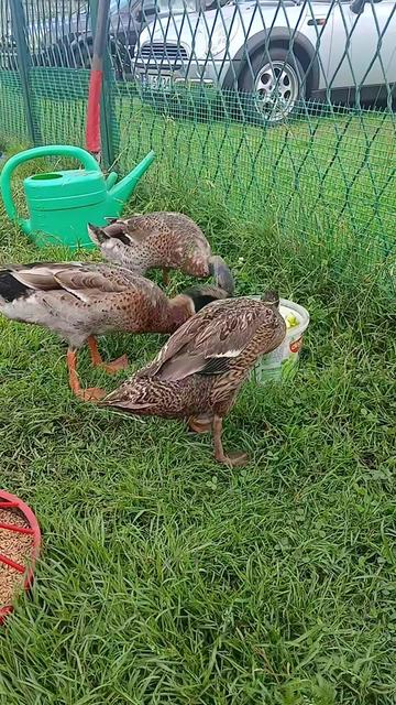 @Kaczogród u Milki🦆🦆🦆🦆