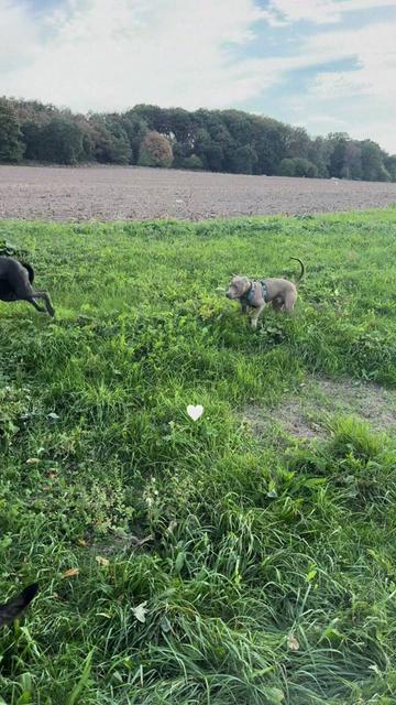 @Cane Corso Ayra 🐾