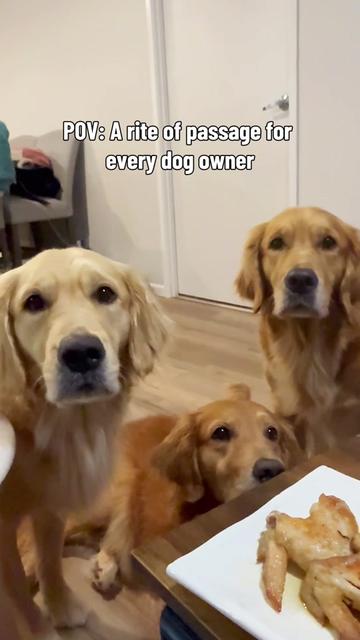 @3goldenretriever