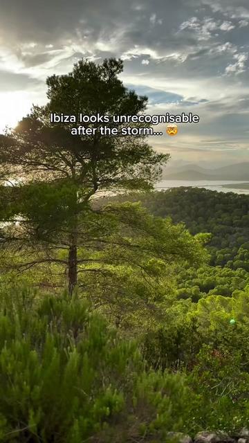 @ibizahq