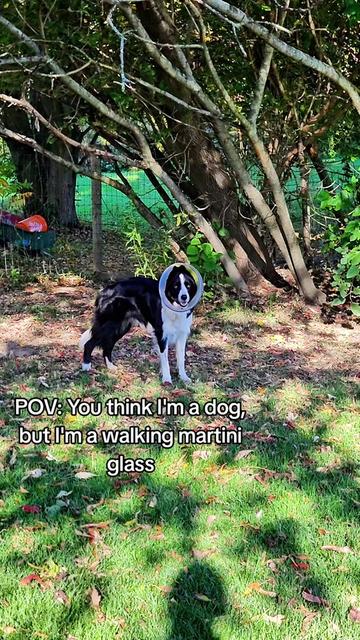 @Zedthebordercollie🇨🇦