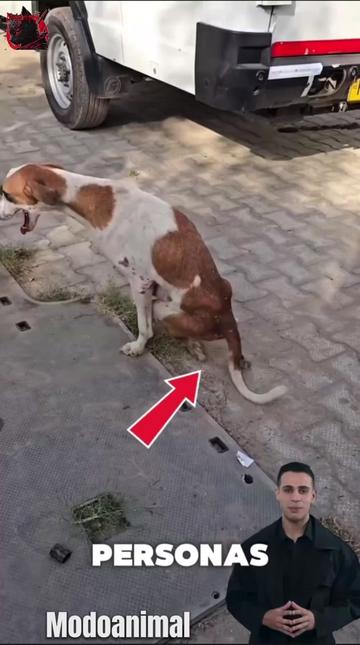 @Modoanimal