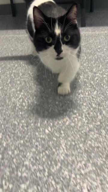 @The Fur Seasons Feline Rescue