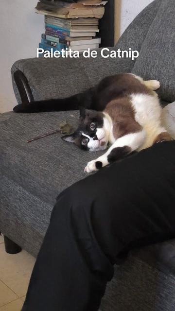 @CutiesCat House