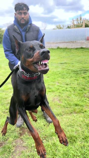 @protectiondobermanns