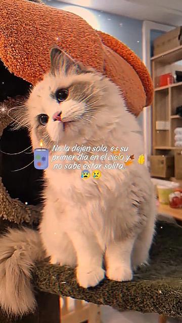 @efecto_eve