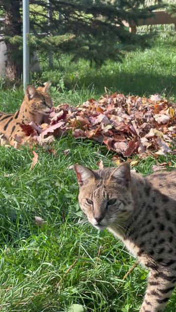 @The Wildcat Sanctuary