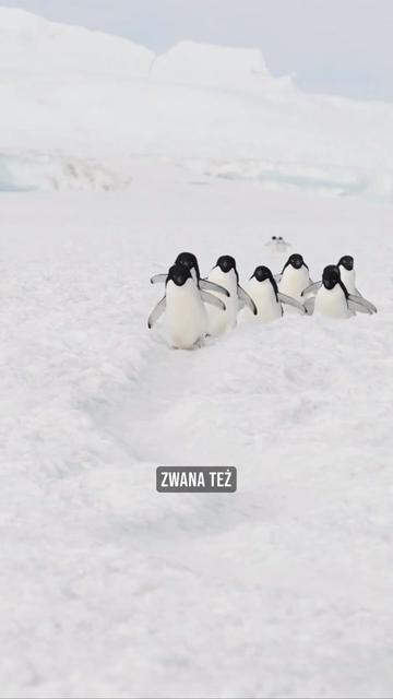 @pandawojtekyt