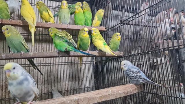 @ROYAL BIRD US