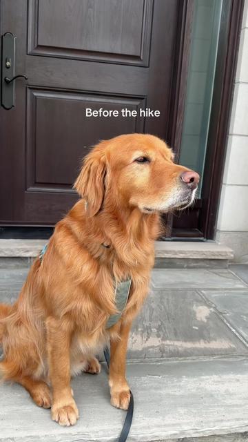 @Bentley the Spicy Golden🌶️