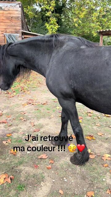 @guylou Tsr