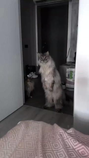 @The pet post