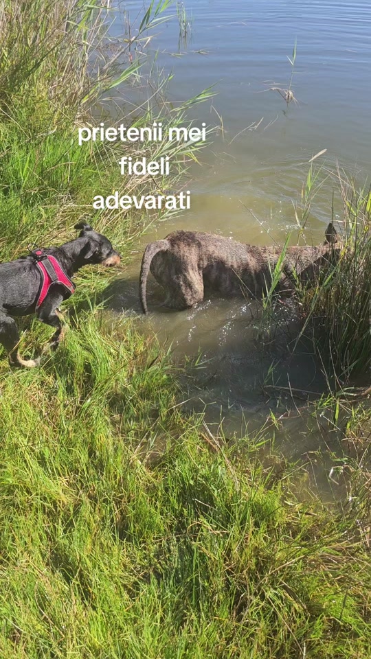 @"ADENUȘ"