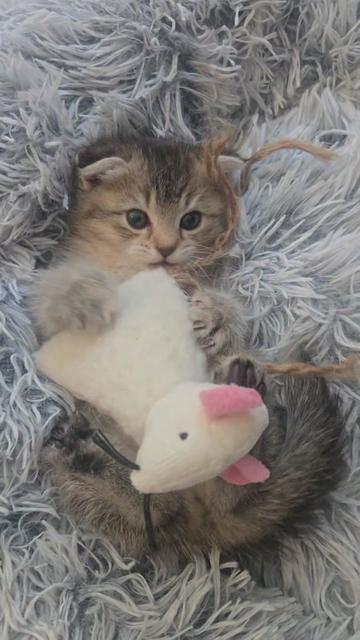 @Brittany's Beauties Kittens
