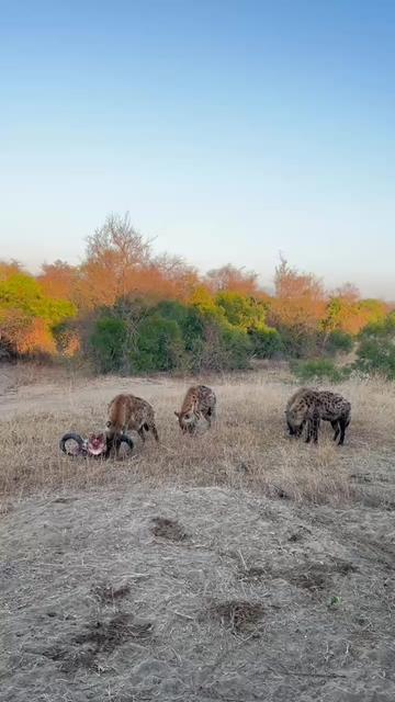 @Thornybush