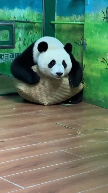 @熊猫妹珠🐼
