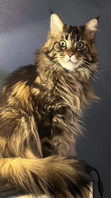 @Grapes the Maine Coon